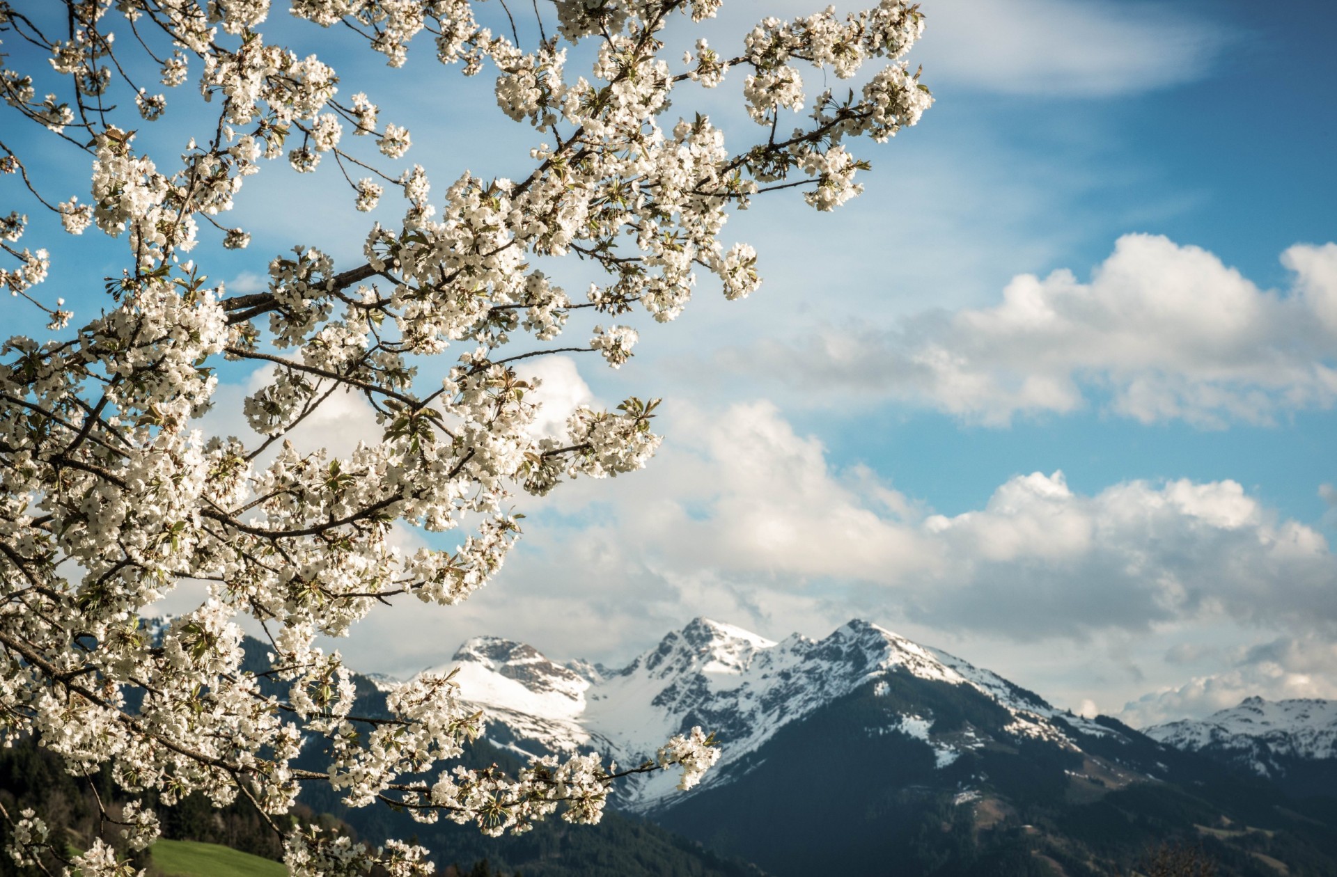Explore trees and shrubs that bloom in spring