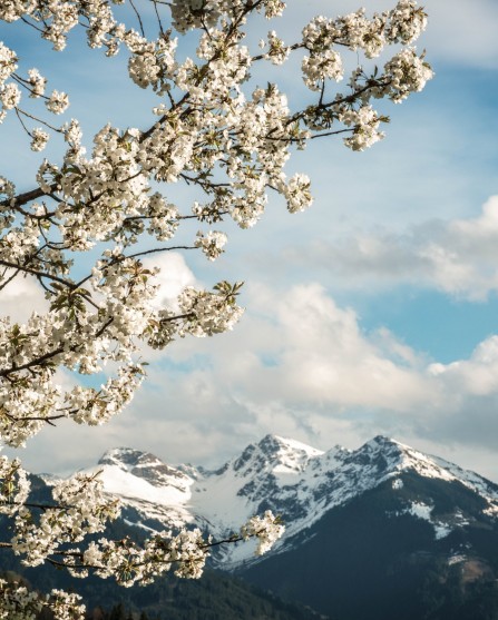 Im Frühling blühenden Bäumen und Sträucher erkunden